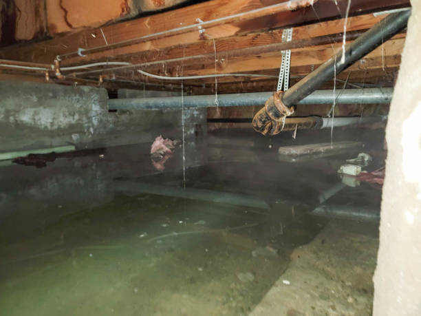Best Water damage cleanup near me  in Rosendale, WI