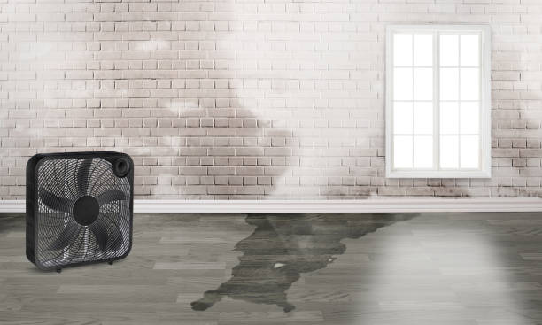 Best Carpet water damage restoration  in Rosendale, WI